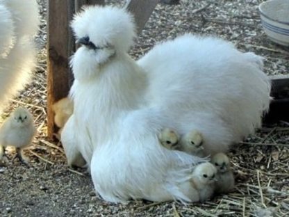 White Silkie Bantam