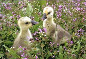 Thank you Cackle Hatchery® for our African goslings, they enjoy the spring grass. Anne Marie, Paxico, KS