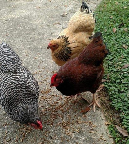 Buff Brahma Bantam Chicken