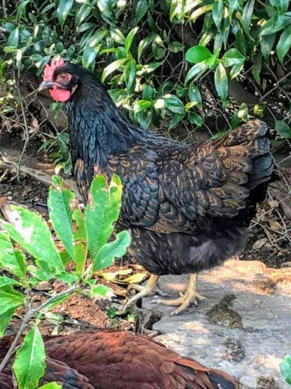 Barnevelder Chicken