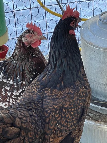 Barnevelder Chicken