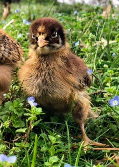 Barnevelder Chicken