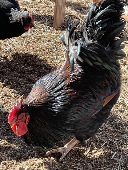 Barnevelder rooster