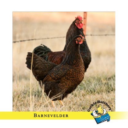 Barnevelder Chicken