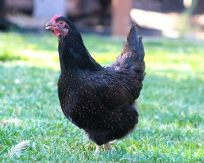 Barnevelder Chicken