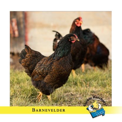 Barnevelder Chicken