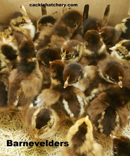 Barnevelder Chickens for Sale