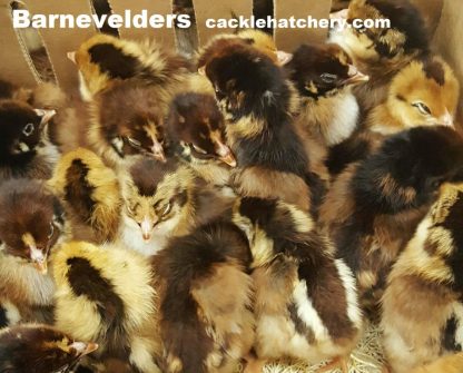 Barnevelder Chickens