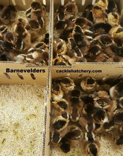 Barnevelder Chicks for Sale