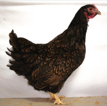 Barnevelder Hen Chicken