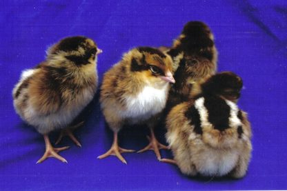 Day old Barnvelder Chicks