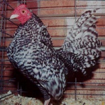 Barred Old English Game Bantam Chicken Rooster
