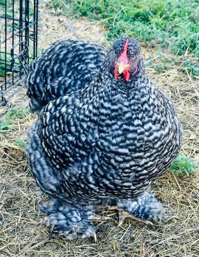 Barred Cochin Standard Chicken - Image 40