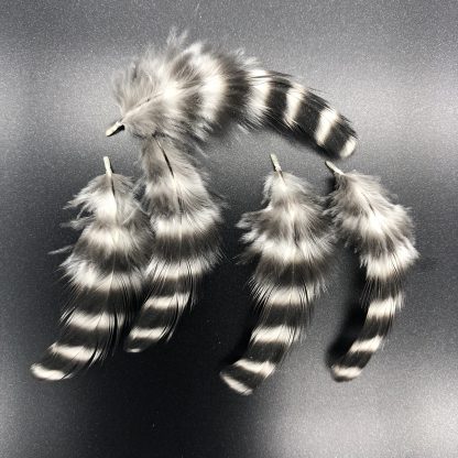 Barred old english bantam feathers