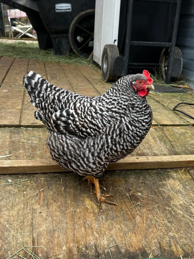 Barred Rock Chicken - Image 61