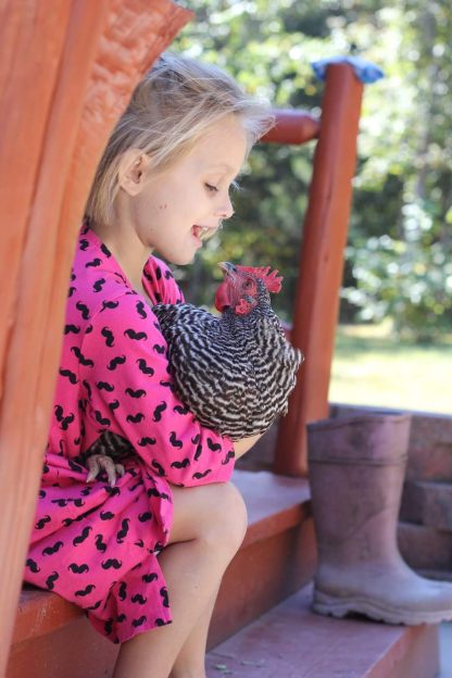 Barred Rock Chicken