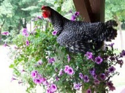 Barred Plymouth Rock Hen Chicken in Basket of Flowers