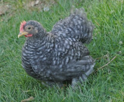 Barred Cochin Bantam Chicken