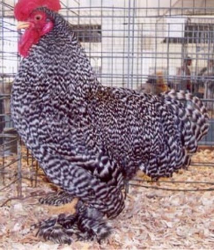Barred Cochin Bantam Chicken Rooster