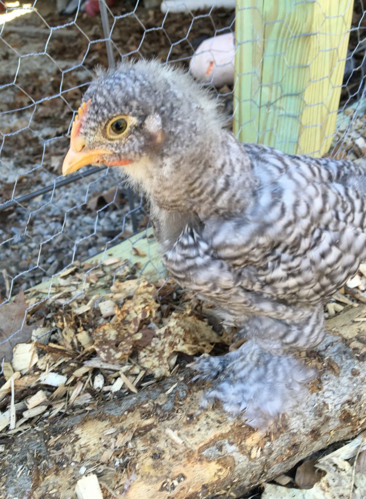 Barred Cochin chick Photo By Gretchen Prentice