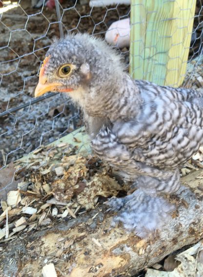 Barred Cochin chick Photo By Gretchen Prentice