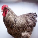 Barred Cochin Standard Chicken For Sale