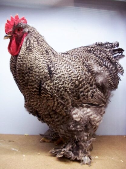 Barred Cochin Standard Chicken For Sale