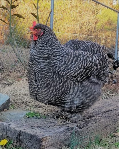 Barred Cochin Photo By Michelle Breedlove