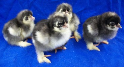 Day Old Barred Cochin Standard Chicks