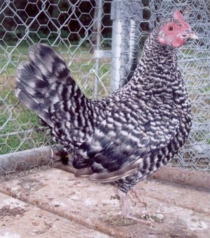 Barred Old English Game Bantam Chicken hen