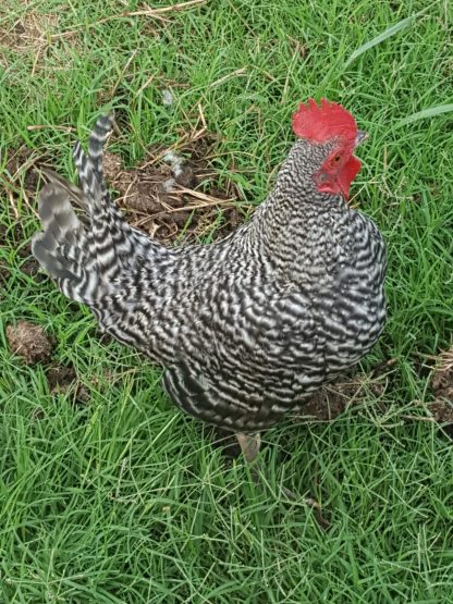 Barred Old English Game bantams Photo By Cathy Vern