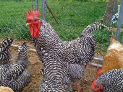 Barred Standard Plymouth Rock Chicken