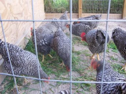 Barred Standard Plymouth Rock Chicken