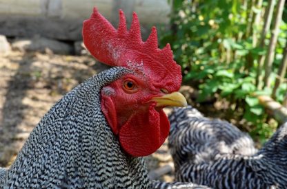 Barred Standard Plymouth Rock Chicken