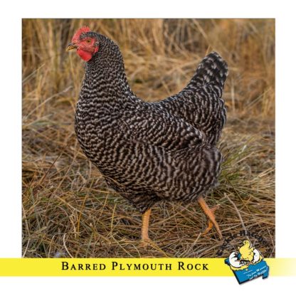 Barred Standard Plymouth Rock Chicken