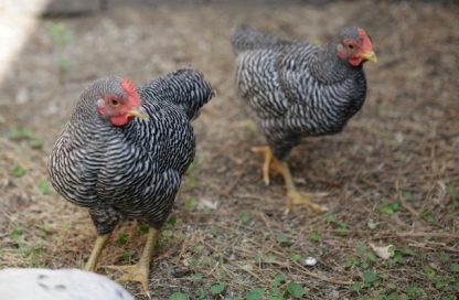 Barred Rock Bantams