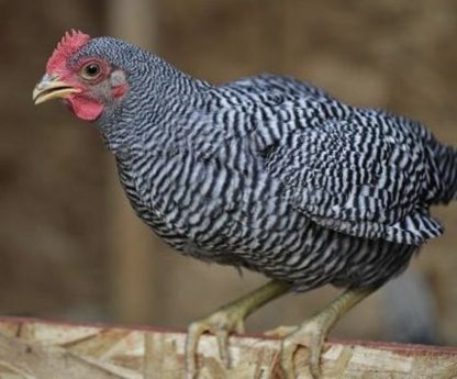 Barred Rock Bantam