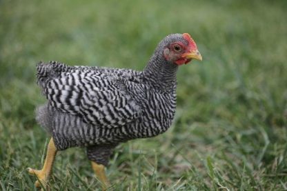 Barred Rock Bantam