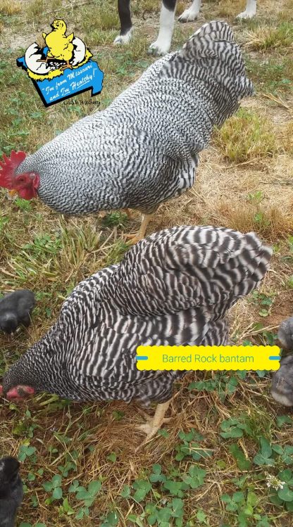 Barred Rock Bantam