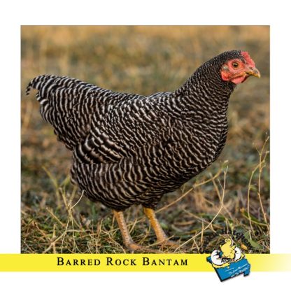 Barred Rock Bantam