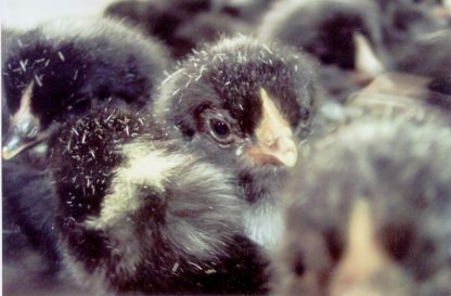 Just hatched Barred Standard Plymouth Rock Chicks. They still have the small specks of down on them from the large hatching machines.