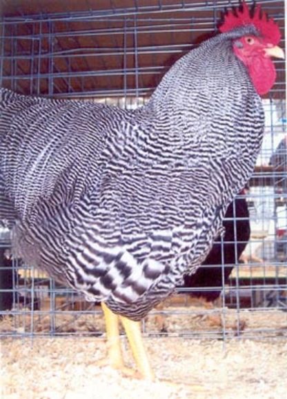 Barred Standard Plymouth Rock Standard Chicken Rooster