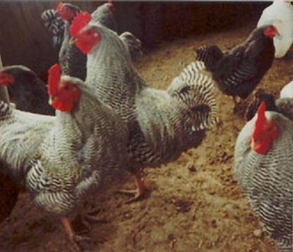 Barred Rock Bantam