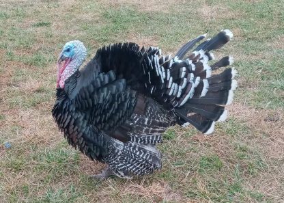 Broad Breasted Bronze Turkey