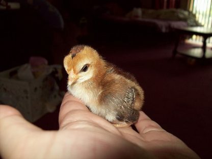 Black Breasted Red Cubalaya Chick