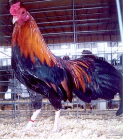 Wheaten Cubalaya Bantam