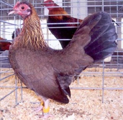 Black Breasted Red Old English Game Bantam