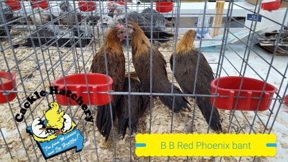 Black Breasted Red Phoenix Bantams