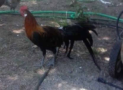 Black Breasted Red Standard Phoenix Chicken