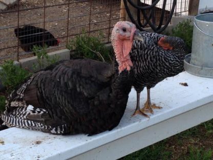 Here is our young broad breasted Bronze and Barred birds we got from Cackle Hatchery®. They are great.